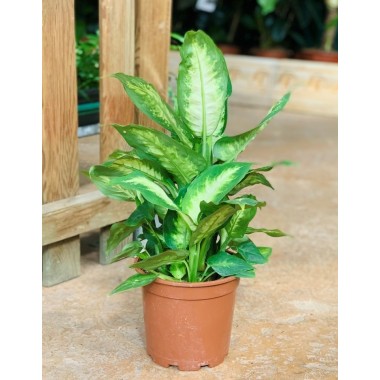 DIEFFENBACHIA