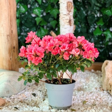 AZALEA