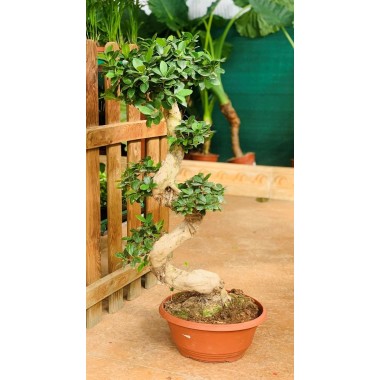 BONSAI FICUS SHAPE