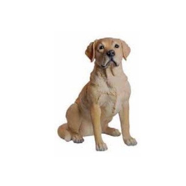 LABRADOR CANELA 