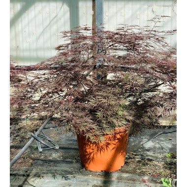 ACER PALMATUM INABA-SHIDARE