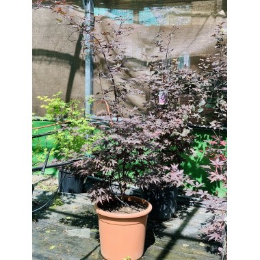 ACER PALMATUM BLOODGOOD