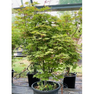 ACER PALMATUM SHIGITATSU-SAWA