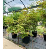 ACER PALMATUM SHIGITATSU-SAWA