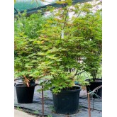 ACER PALMATUM SHIGITATSU-SAWA