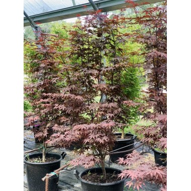 ACER PALMATUM BLOODGOOD