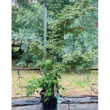 ACER PALMATUM BUTTERFLY