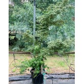 ACER PALMATUM BUTTERFLY