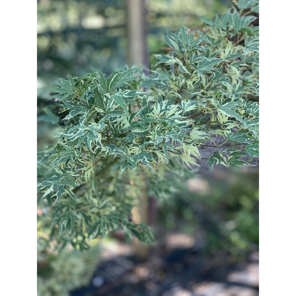 ACER PALMATUM BUTTERFLY