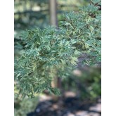 ACER PALMATUM BUTTERFLY