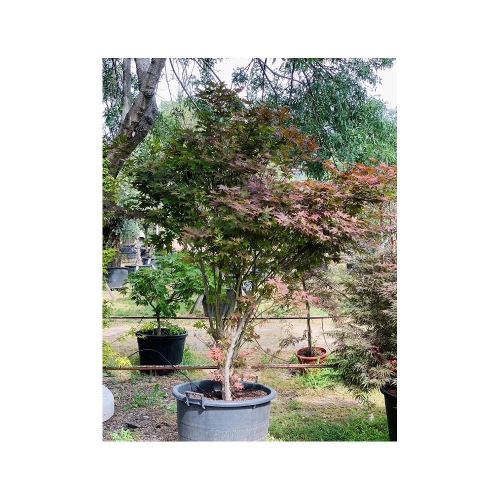 ACER PALMATUM ATROPURPUREA