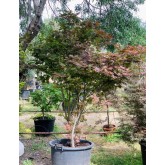 ACER PALMATUM ATROPURPUREA