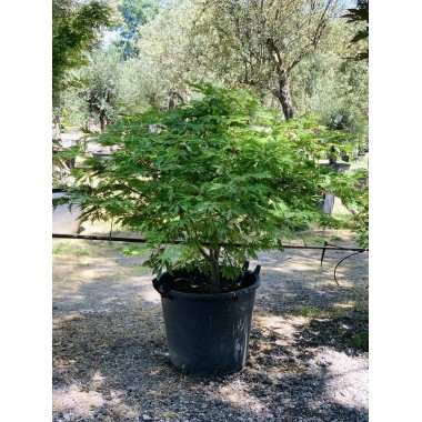 ACER JAPONICUM ACONITIFOLIUM