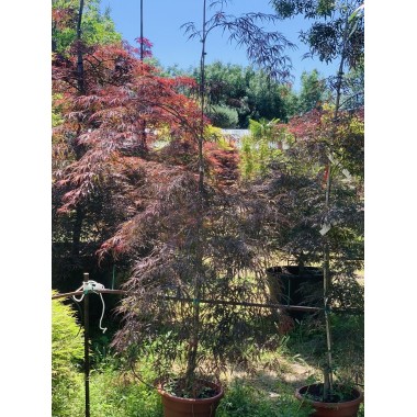 ACER PALMATUM GARNET