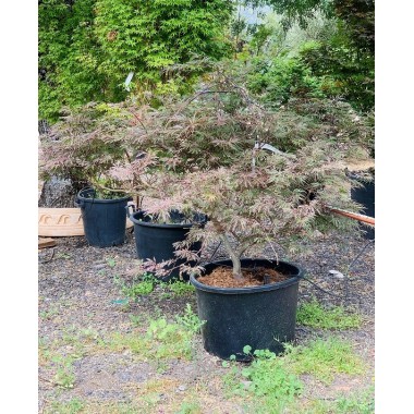 ACER PALMATUM GARNET
