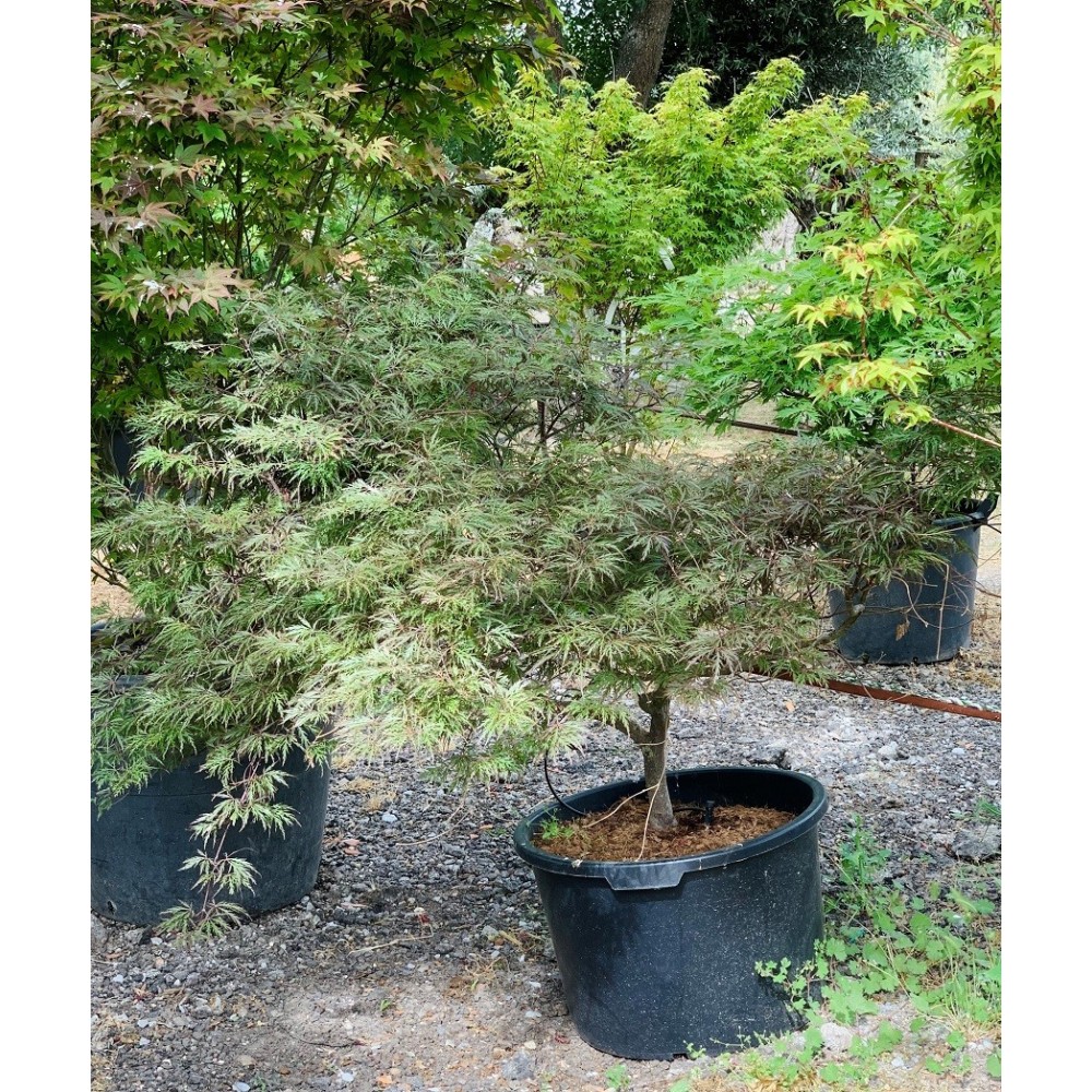 ACER PALMATUM GARNET