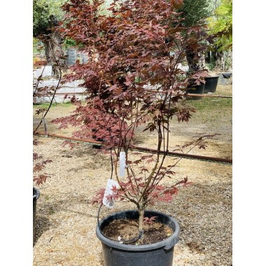 ACER PALMATUM ATROPURPUREA