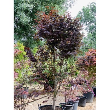 ACER PALMATUM BLOODGOOD