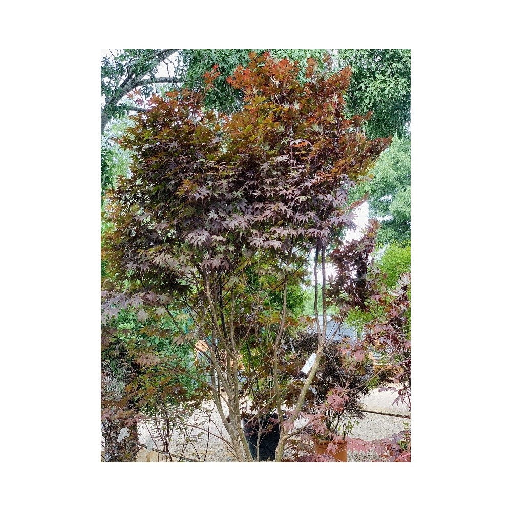 ACER PALMATUM BLOODGOOD