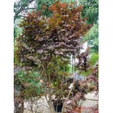 ACER PALMATUM BLOODGOOD