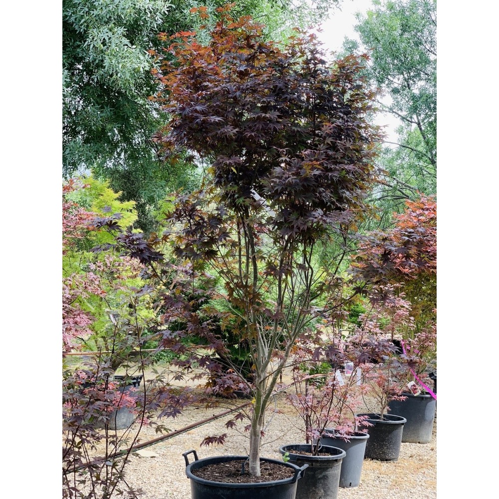 ACER PALMATUM BLOODGOOD