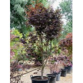 ACER PALMATUM BLOODGOOD
