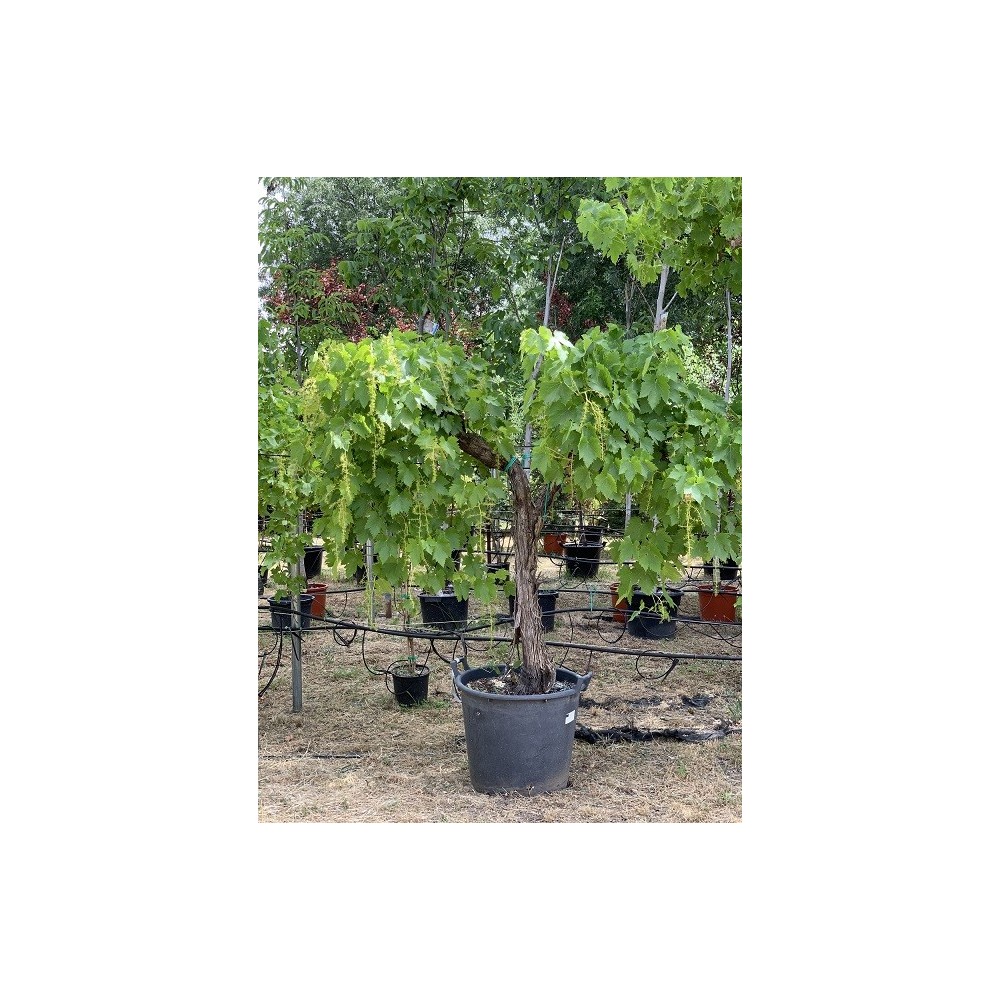 PARRA ALTA 'VITIS VINIFERA'