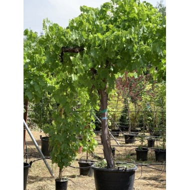 PARRA ALTA 'VITIS VINIFERA' 2