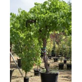 PARRA ALTA 'VITIS VINIFERA' 2