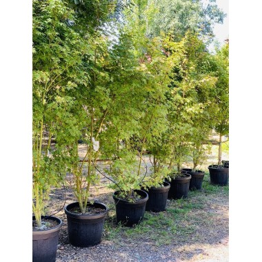 ACER PALMATUM VERDE