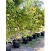 ACER PALMATUM VERDE