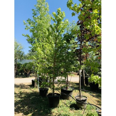 LIQUIDAMBAR 