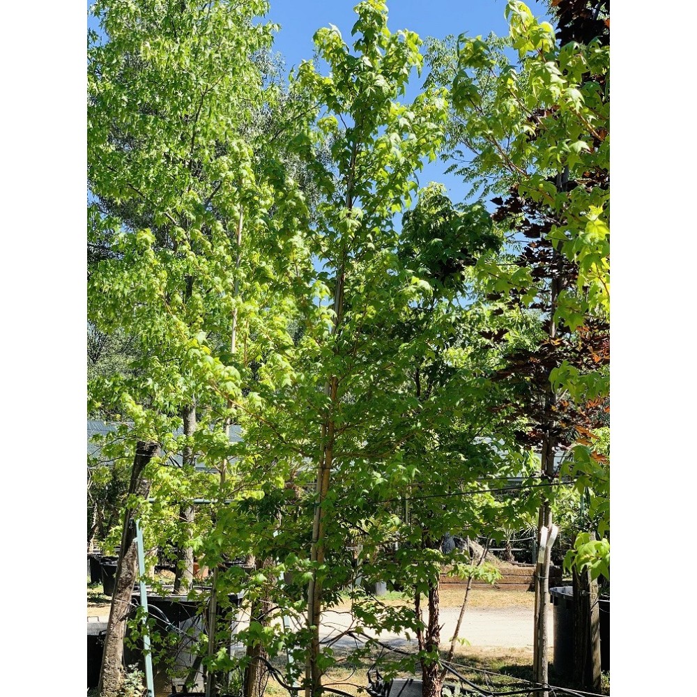 LIQUIDAMBAR 