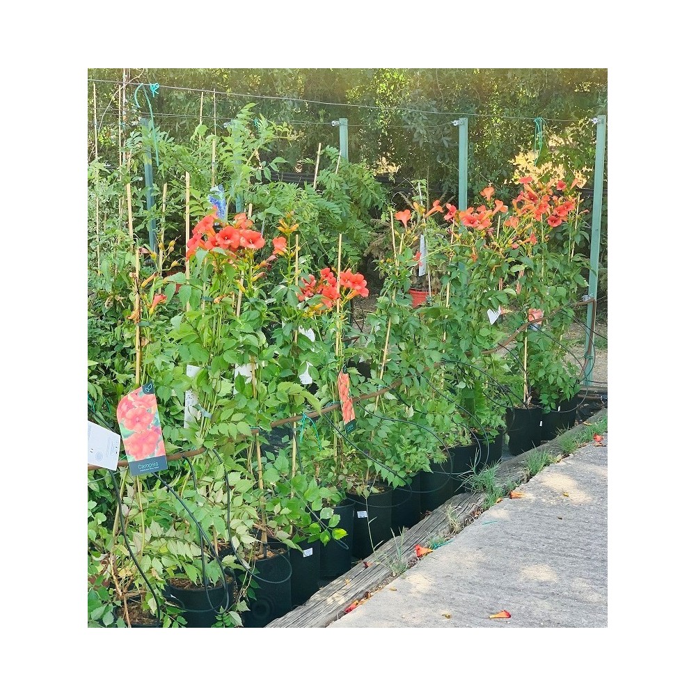 CAMPSIS "MADAME GALEN" 