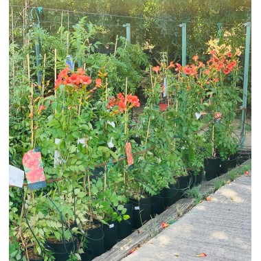 CAMPSIS "MADAME GALEN" 