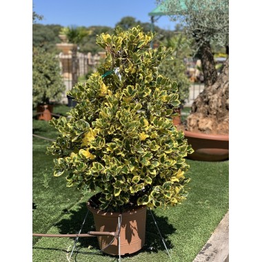 ILEX GOLDEN KING CONO