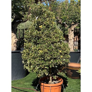 ILEX-C