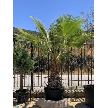 WASHINGTONIA-C