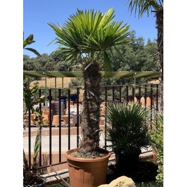 CHAMAEROPS EXCELSA-C