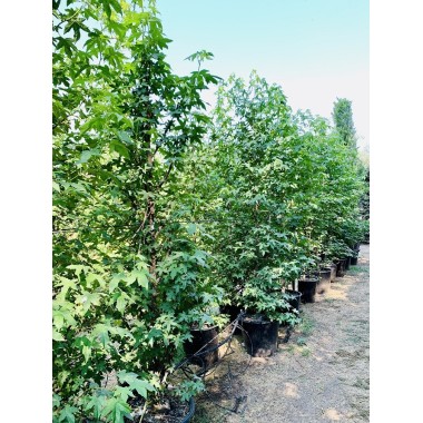 LIQUIDAMBAR 