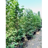 LIQUIDAMBAR 