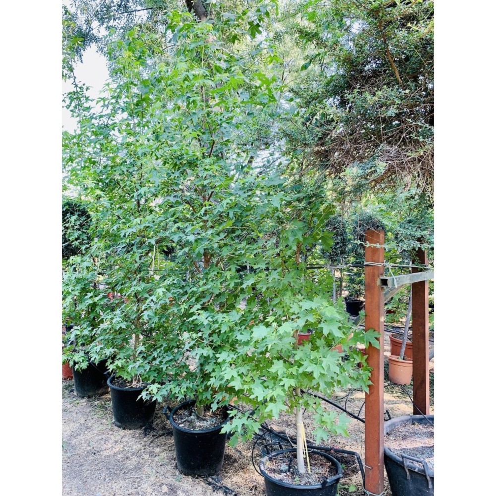 LIQUIDAMBAR 