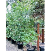 LIQUIDAMBAR 