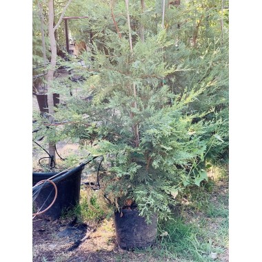 LEYLANDII