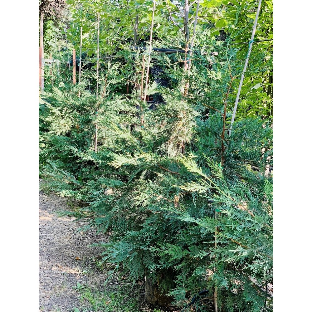 LEYLANDII