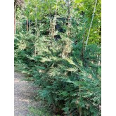 LEYLANDII