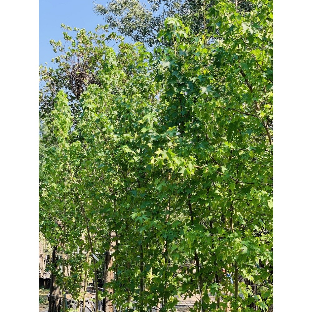 LIQUIDAMBAR MULTITRONCO