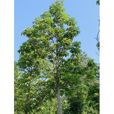 AESCULUS HIPP 25-30