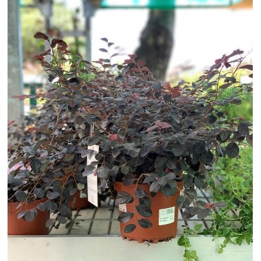 LOROPETALUM