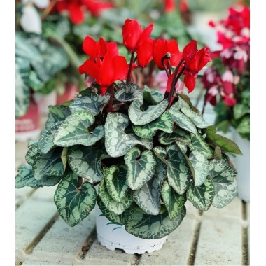 CYCLAMEN